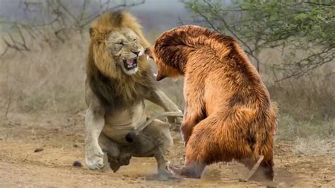 bears vs lions